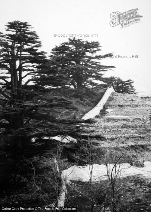 Photo of Mount Lebanon, The Cedars Of Lebanon 1965