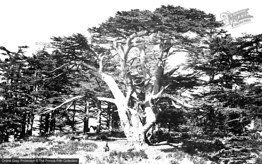 Mount Lebanon, the Largest of the Cedars 1857