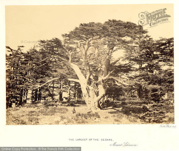 Photo of Mount Lebanon, The Largest Of The Cedars 1857