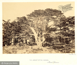 The Largest Of The Cedars 1857, Mount Lebanon