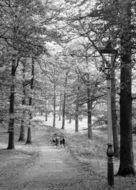 Duffryn Woods c.1955, Mountain Ash