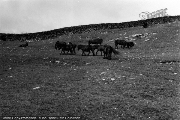 Photo of Mousa, Shetland Ponies 1954