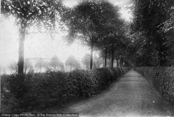 Photo of Much Wenlock, Abbey, The Linden Walk 1904