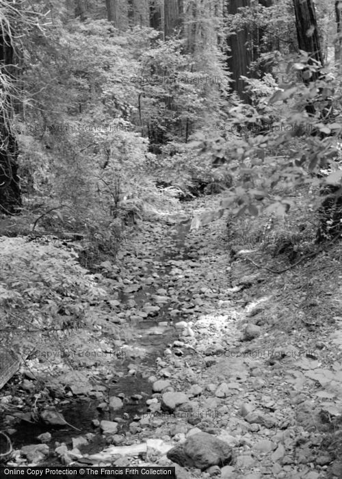 Photo of Muir Woods, 2001