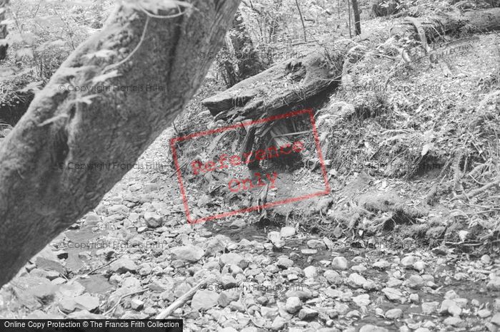 Photo of Muir Woods, 2001