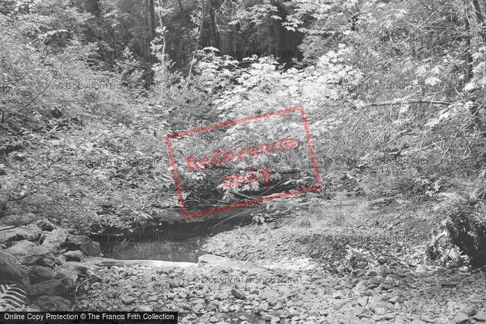 Photo of Muir Woods, 2001