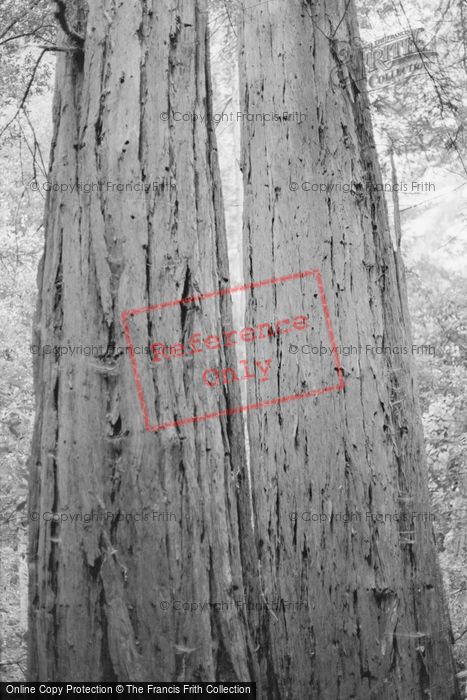Photo of Muir Woods, Trees 2001