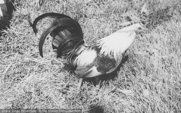 Photo of Musbury, Duckwing Old English Gamecock At Ashe House c.1965