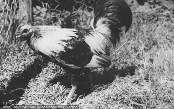 Photo of Musbury, Duckwing Old English Gamecock At Ashe House c.1965