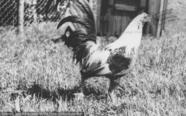 Photo of Musbury, Duckwing Old English Gamecock At Ashe House c.1965