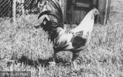 Duckwing Old English Gamecock At Ashe House c.1965, Musbury