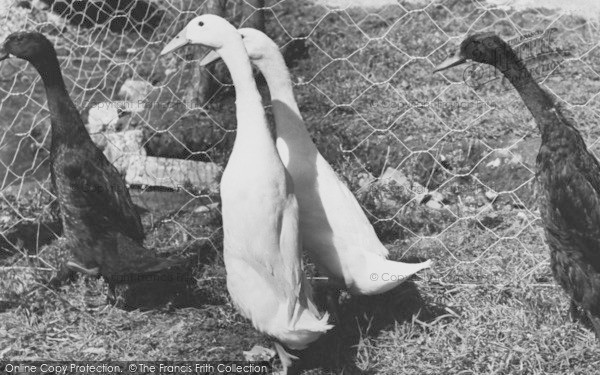 Photo of Musbury, Indian Runner Ducks, Ashe House c.1965