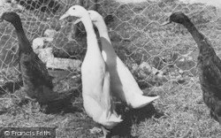 Indian Runner Ducks, Ashe House c.1965, Musbury