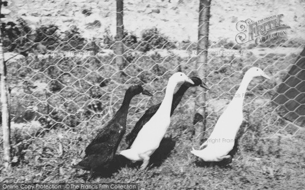 Photo of Musbury, Indian Runner Ducks, Ashe House c.1965