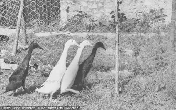 Photo of Musbury, Indian Runner Ducks, Ashe House c.1965