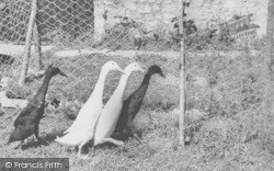 Indian Runner Ducks, Ashe House c.1965, Musbury