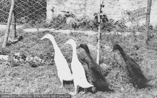 Photo of Musbury, Indian Runner Ducks, Ashe House c.1965