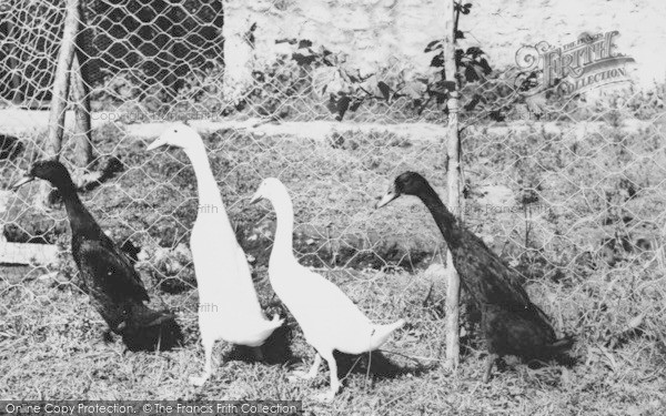 Photo of Musbury, Indian Runner Ducks At Ashe House c.1965
