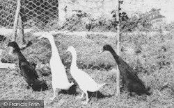 Indian Runner Ducks At Ashe House c.1965, Musbury