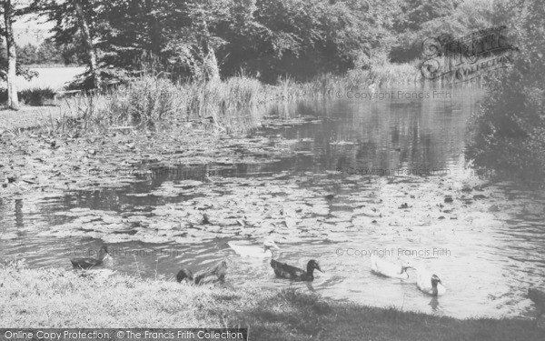 Photo of Musbury, Water Fowl At Ashe House c.1965