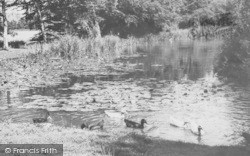 Water Fowl At Ashe House c.1965, Musbury