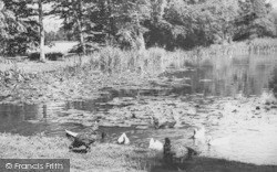 Water Fowl At Ashe House c.1965, Musbury