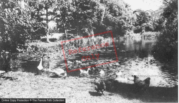 Photo of Musbury, Water Fowl At Ashe House c.1965