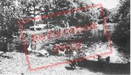 Water Fowl At Ashe House c.1965, Musbury