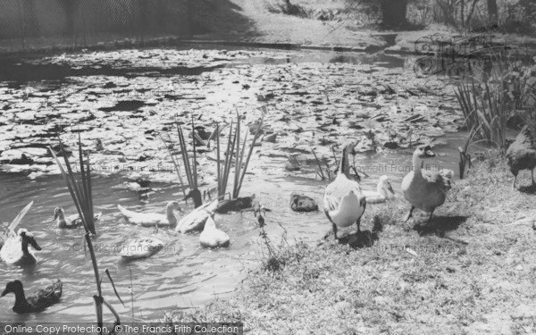 Photo of Musbury, Waterfowl At Ashe House c.1965