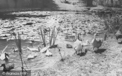 Waterfowl At Ashe House c.1965, Musbury