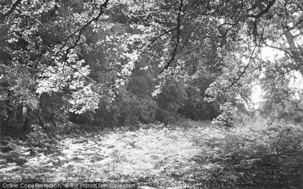 Photo of Narborough, Narford Woods c.1955