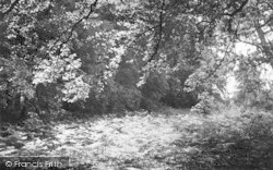 Narford Woods c.1955, Narborough