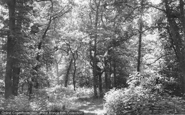 Photo of Narborough, Narford Woods c.1955
