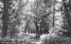 Narford Woods c.1955, Narborough