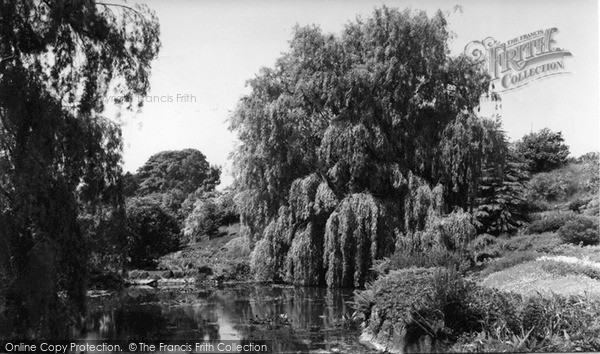 Photo of Ness, Weeping Willow, Ness Gardens c.1939