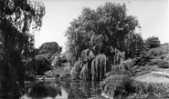 Weeping Willow, Ness Gardens c.1939, Ness