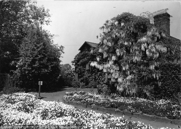Photo of Ness, Wisteria, Springtime, Gardens c.1939