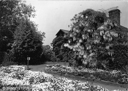 Wisteria, Springtime, Gardens c.1939, Ness