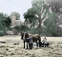 Haymaking By St Mary's Church 1912, Netherbury