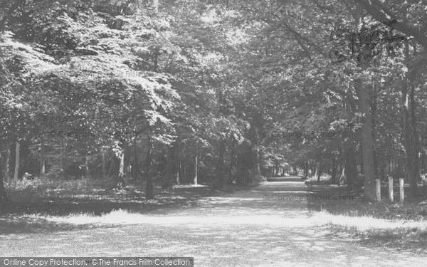 Photo of Nettlebed, The Woods c.1955
