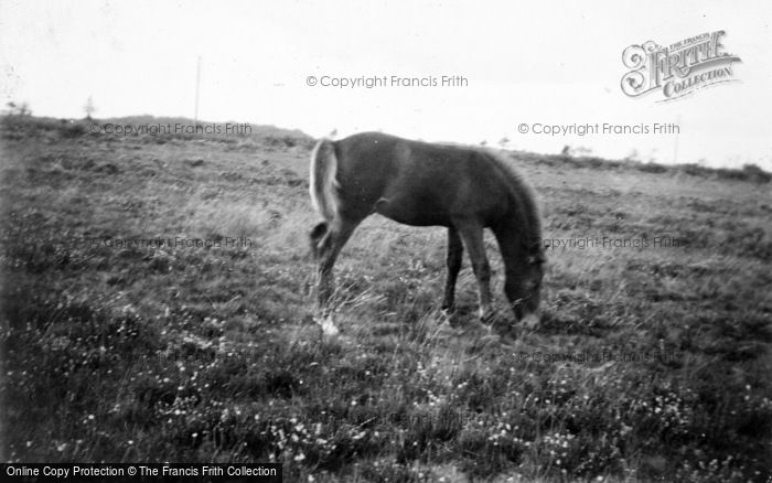 Photo of New Forest, A Foal c.1930