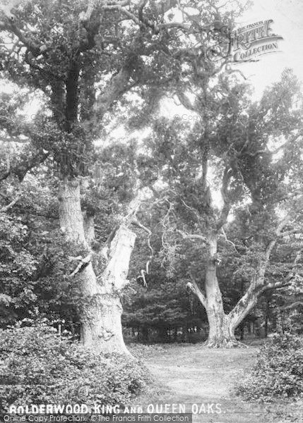 Photo of New Forest, Bolderwood Big Oaks 1890