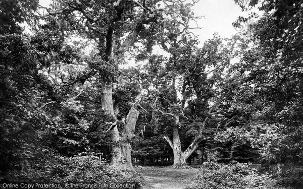 Photo of New Forest, Bolderwood, King And Queen Oaks 1890