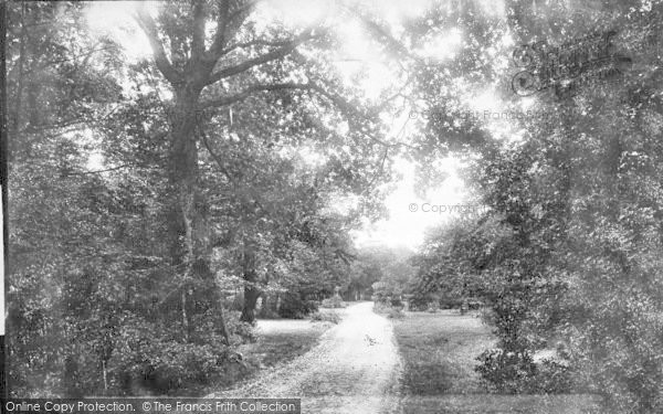 Photo of New Forest, Bolderwood Road 1890