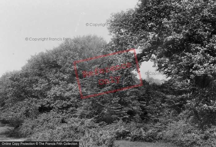 Photo of New Forest, Cut Walk Hill 1908