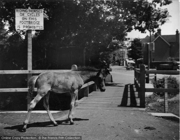 Photo of New Forest, Foal c.1955