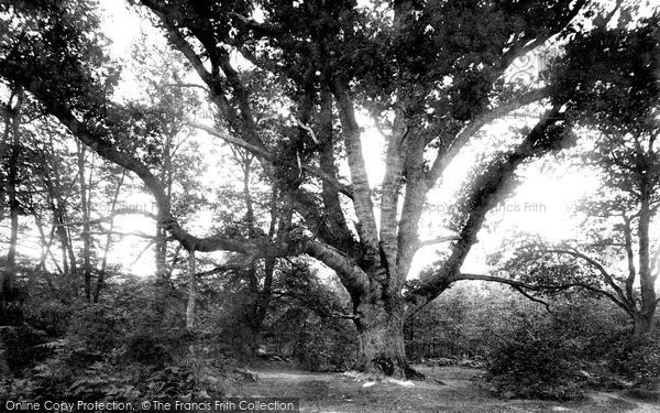 Photo of New Forest, Knightwood Oak 1890