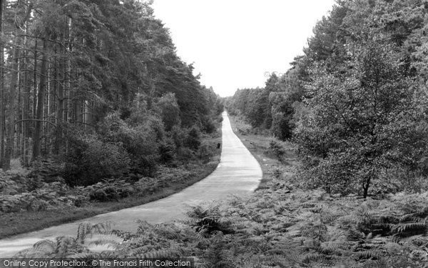Photo of New Forest, Near Burley c.1955