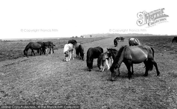 Photo of New Forest, New Forest Ponies c.1955