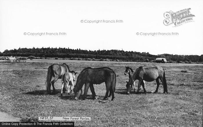 Photo of New Forest, New Forest Ponies c.1960
